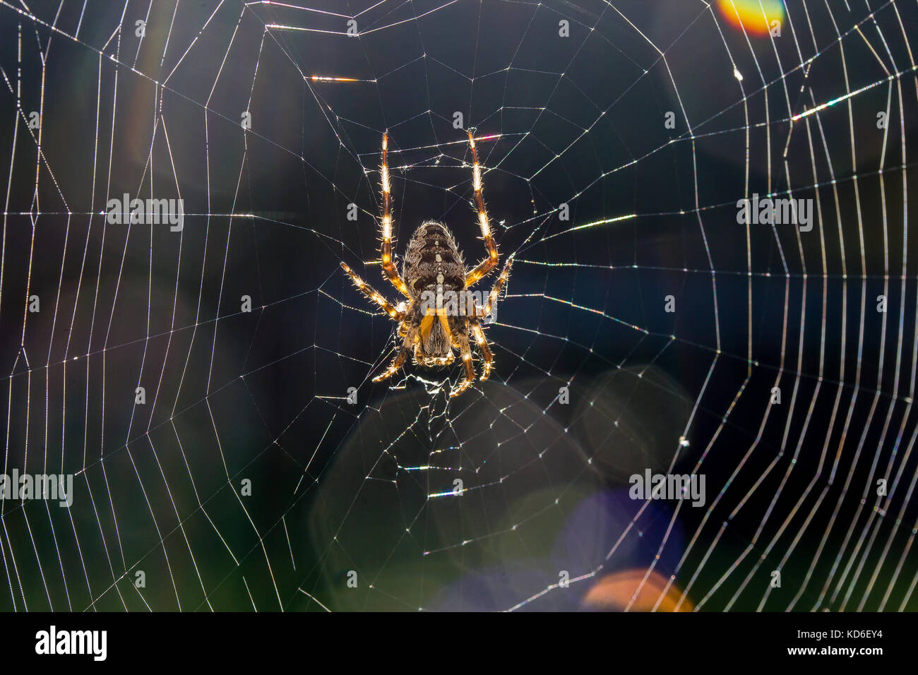 Garden spider on web Stock Photo - Alamy
