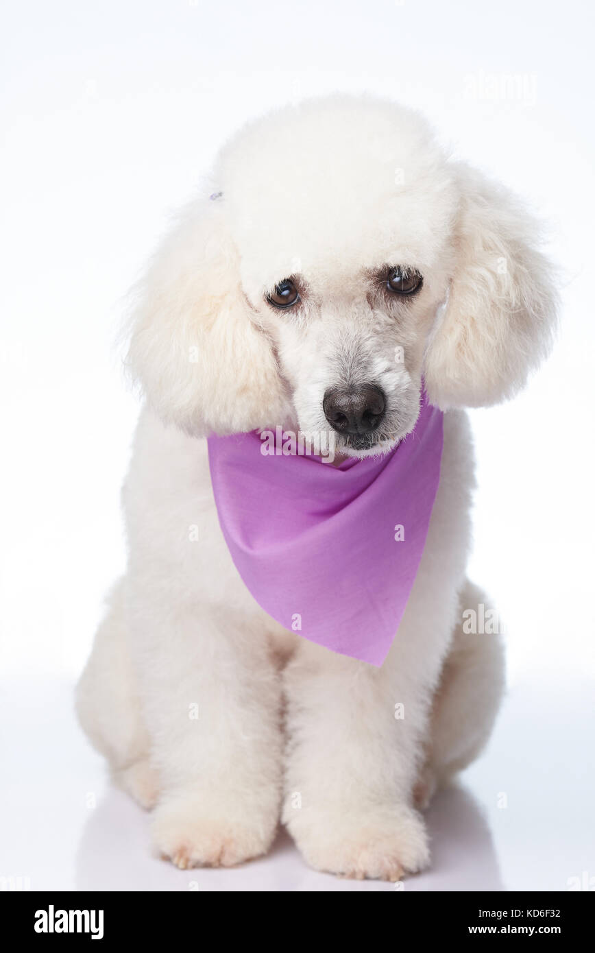 Pretty poodle hi-res stock photography and images - Alamy 