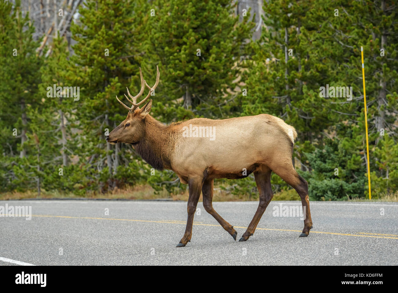 Elk crossing the street on Yellowstone National Park by Lake Yellowstone Stock Photo
