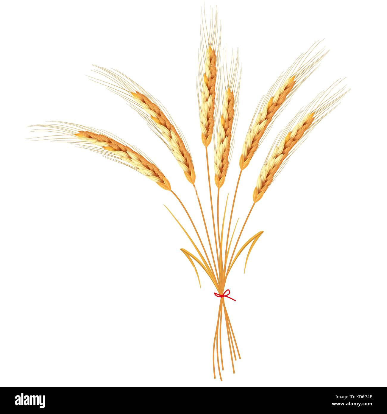 Golden wheat isolated on white background Stock Vector