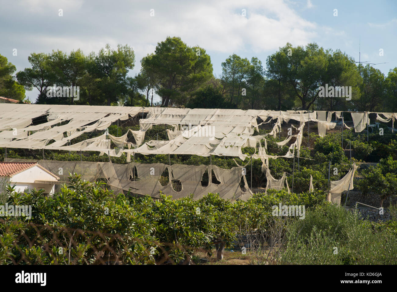 Destroyed greenhouses in the aftermath of a storm on a citrus plantation Stock Photo