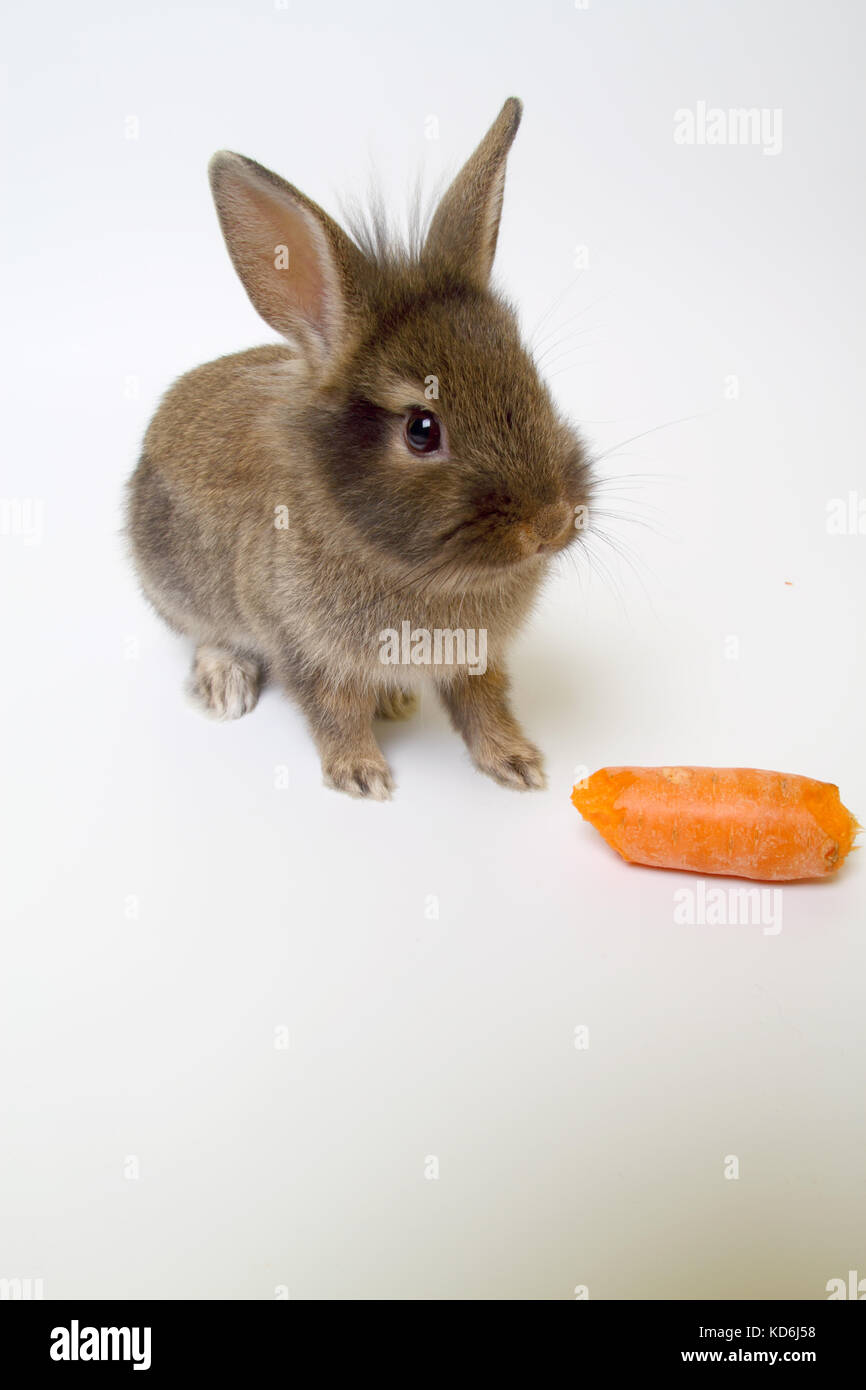 Young brown rabbit with carrot on white background. Stock Photo