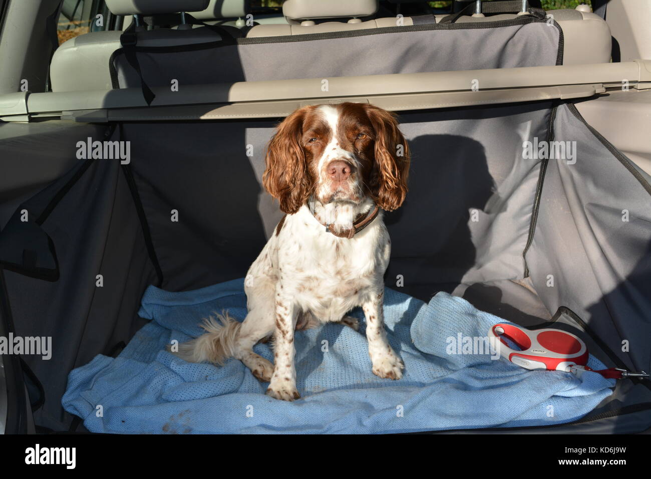 English Springer Spaniel dog sitting in back of Land Rover SUV 4x4 vehicle car on blanket and waterproof boot lining after long walk in sunny weather Stock Photo
