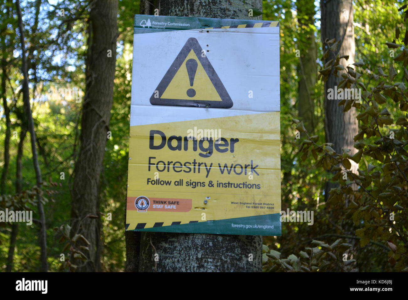 Yellow black and green warning sign attached to tree about Forest Operations tree felling in woodland at Great Doward Herefordshire England UK Stock Photo