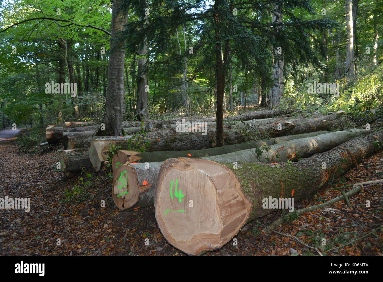 Autumn logging tree felling showing cut down trees logs lying on the ground forest floor in woods woodland at Great Doward Herefordshire England UK Stock Photo