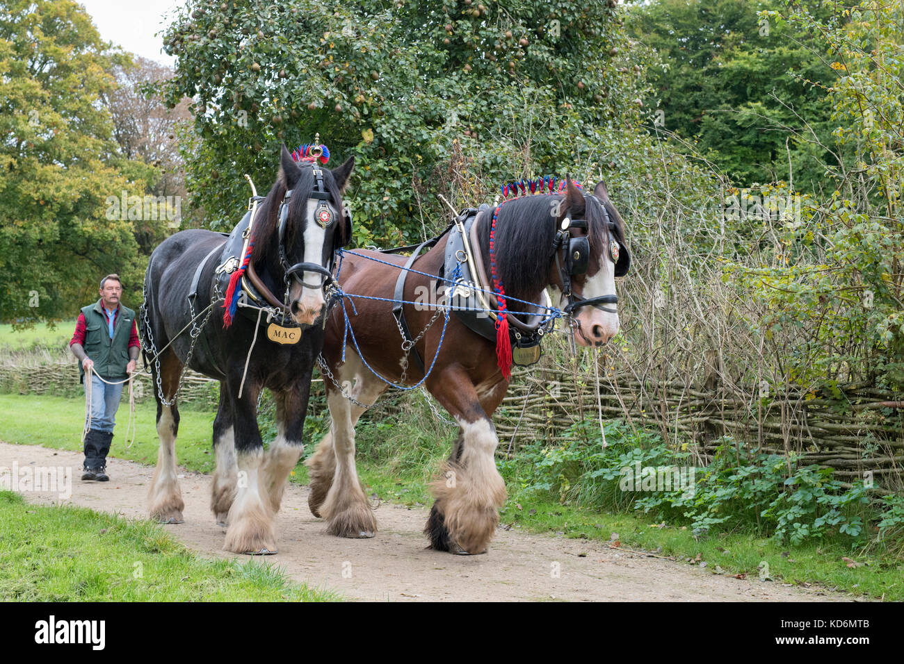 Shire horses at Weald and Downland open air museum, autumn countryside show, Singleton, Sussex, England Stock Photo