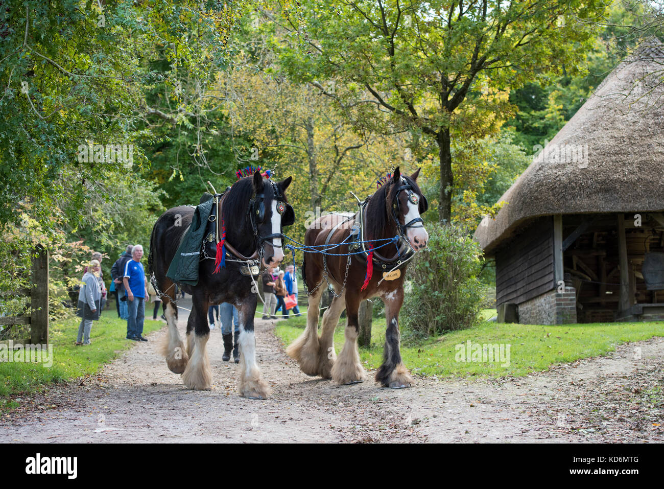 Shire horses at Weald and Downland open air museum, autumn countryside show, Singleton, Sussex, England Stock Photo