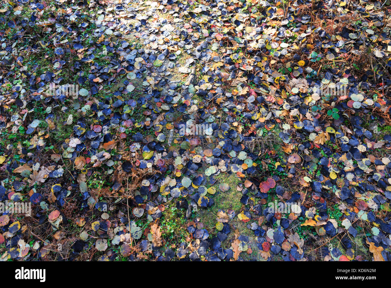 Colourful bed of Autumn fallen leaves covering the ground in a forest, England Stock Photo
