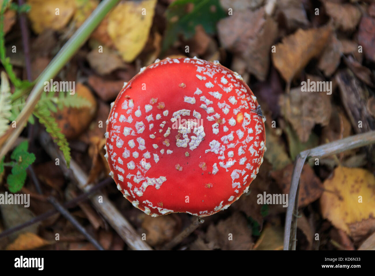 Top view of an isolated Fly Agaric, Amanita Muscaria mushroom, surrounded with Autumn leaves, England Stock Photo