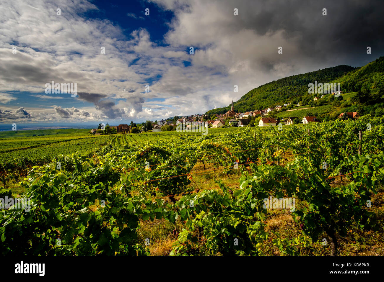 Vineyards are surrounding the village Häusern, Husseren-les-Châteaux, located at the foot of Alsace hills Stock Photo