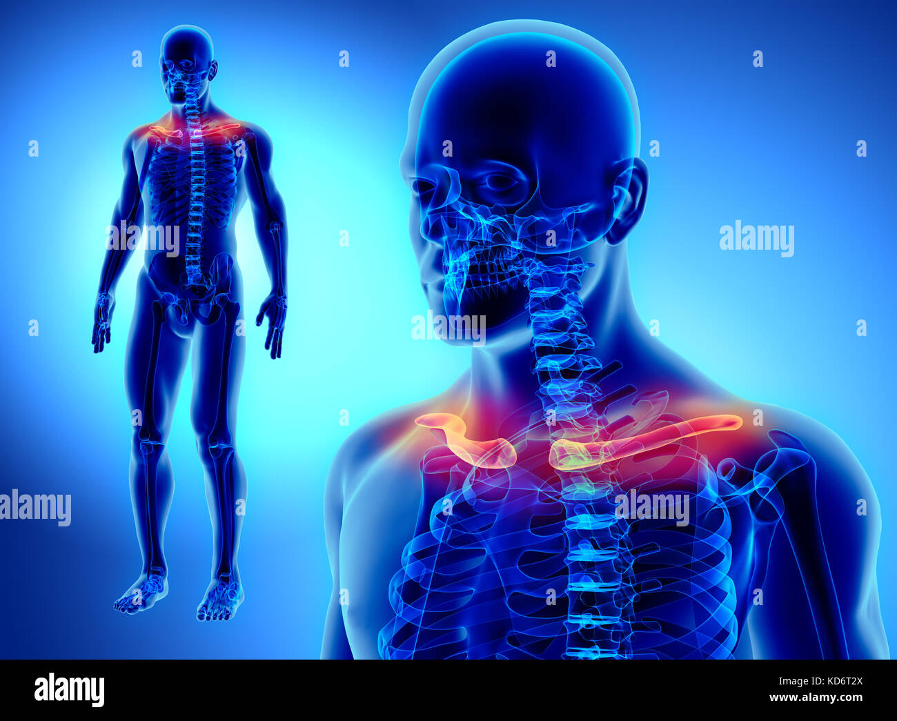 3D illustration of Clavicle - Part of Human Skeleton. Stock Photo