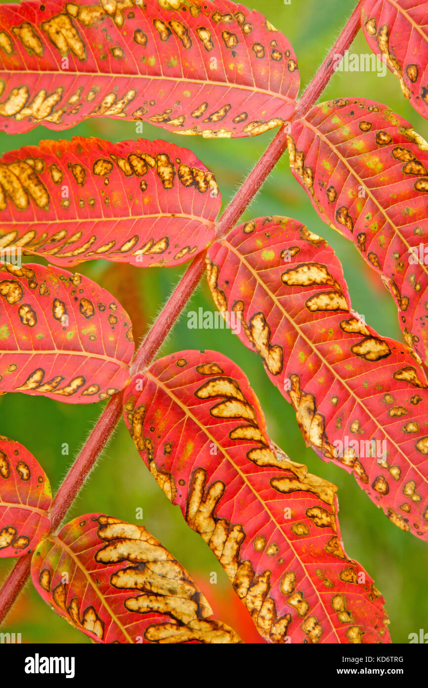 Leaves in autumn. Sumac colorful leaf, closeup. Blurred background