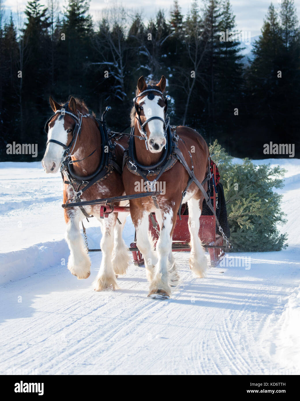 A photo of two clydesdale horses pulling a sleigh with a Christmas tree behind it through the snow. Stock Photo