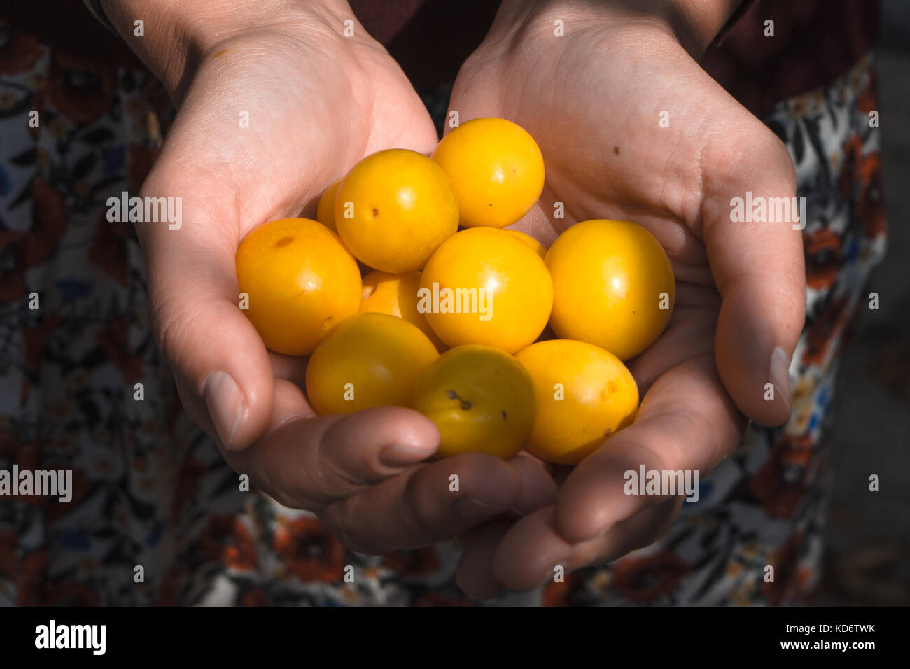 Handful of yellow plums in the hands of a farmer horizontal Stock Photo