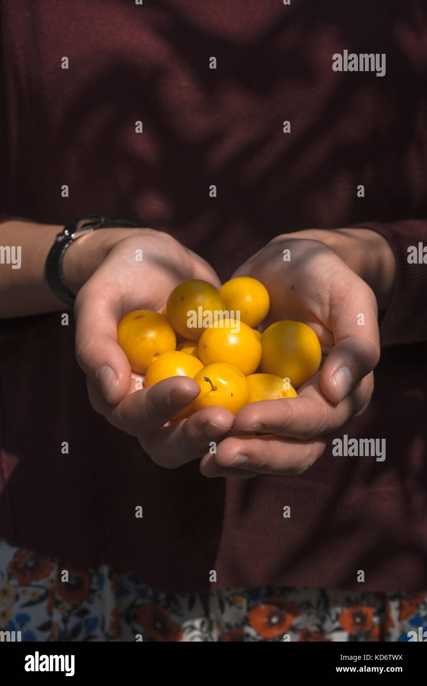 Yellow plums in the hands of a farmer on a brown background vertical Stock Photo