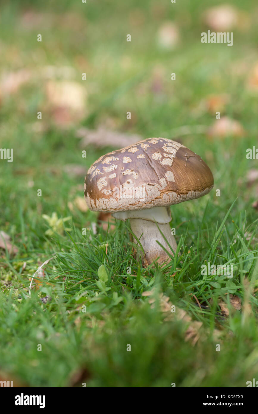 Blusher (Amanita rubescens) Stock Photo