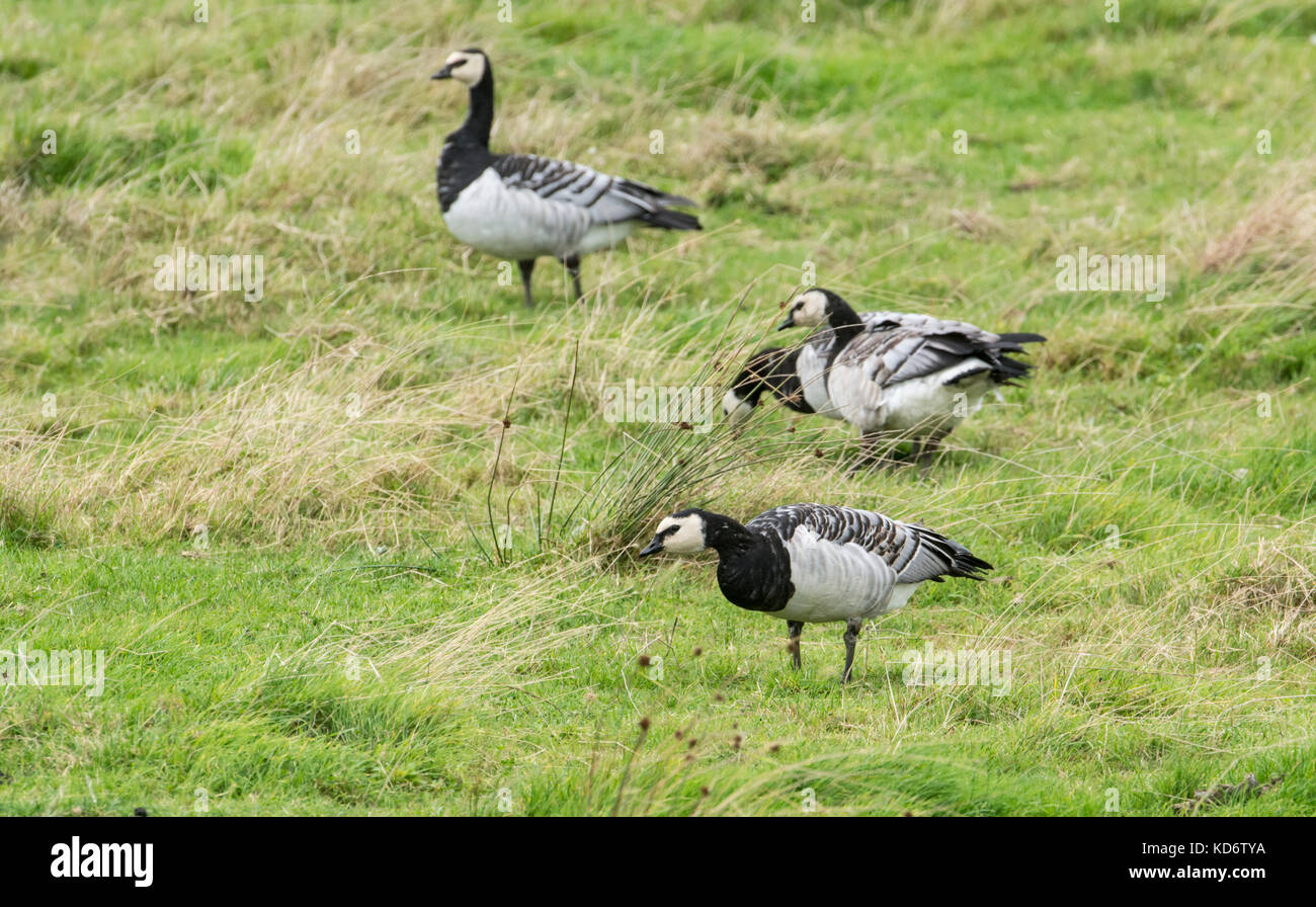 Barnacle geese (Branta leucopsis), part of the feral flock in the Walberswick/Southwold area of Suffolk, UK Stock Photo