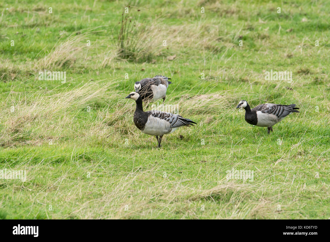 Barnacle geese (Branta leucopsis), part of the feral flock in the Walberswick/Southwold area of Suffolk, UK Stock Photo