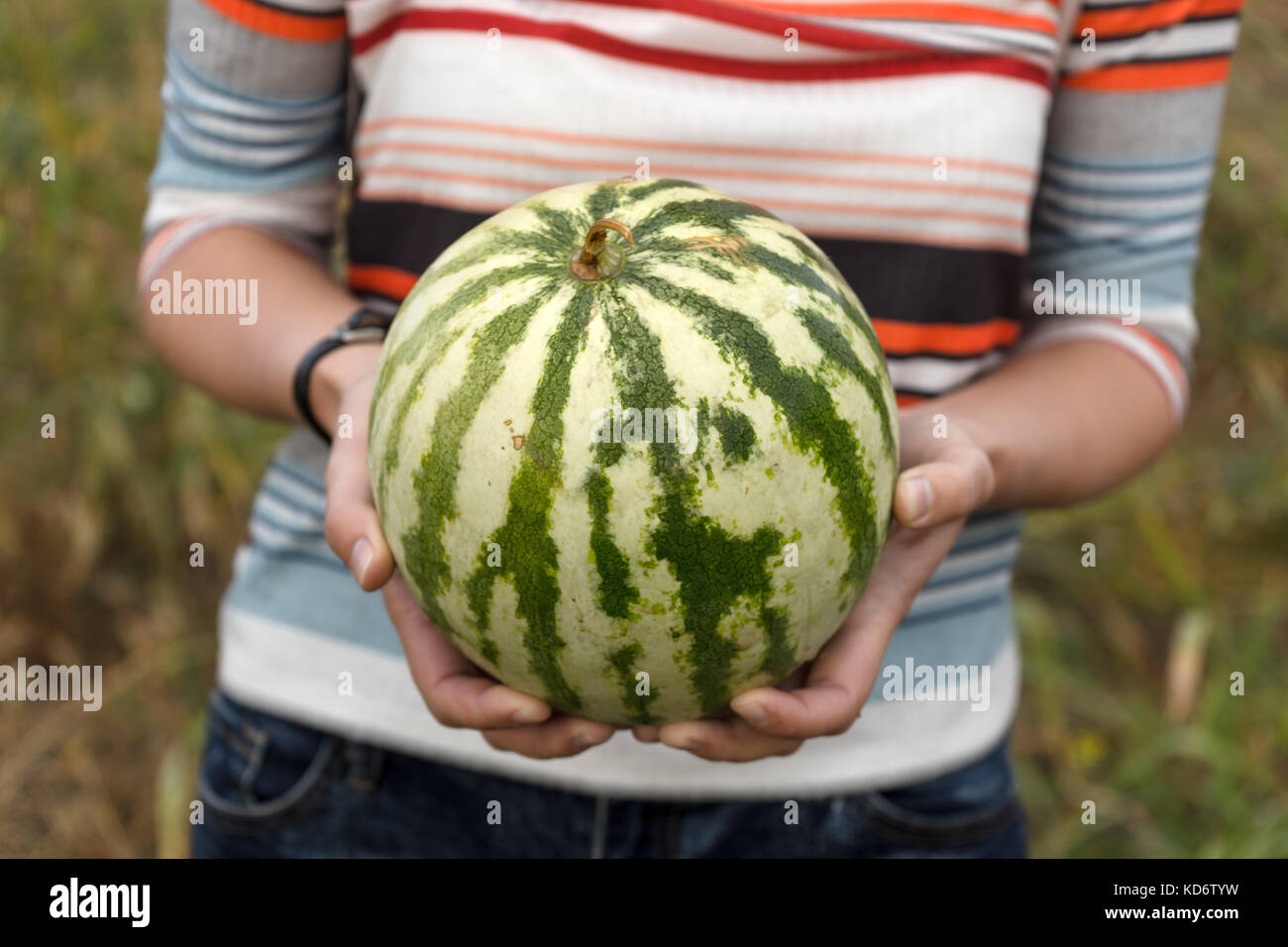 Striped watermelon in the hands of a farmer horizontal Stock Photo