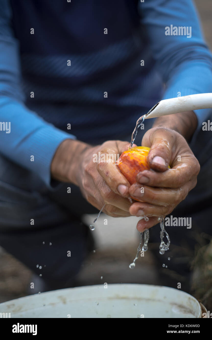 Armenian farmer washing apple under running water vertical Stock Photo