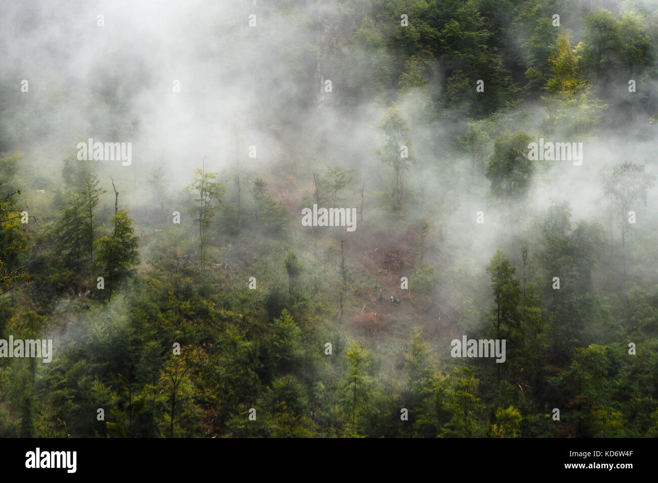 Natural view from above of trees and fog in the environs of Armenia horizontal Stock Photo