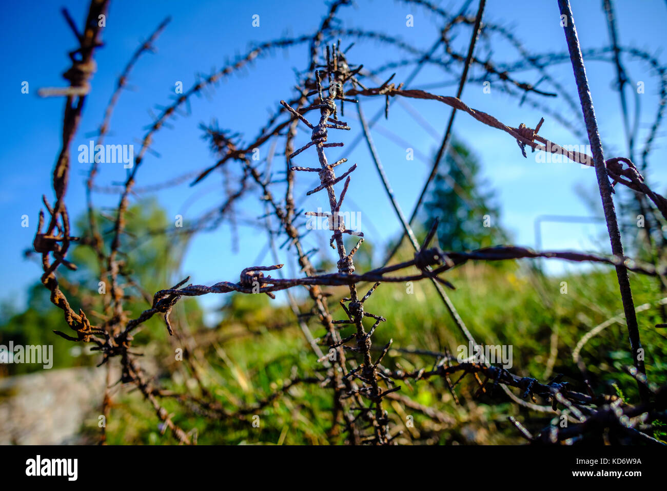 Barbed wire of the First World war battlefield Lingnerkopf, now converted into Musée mémorial du Linge Stock Photo