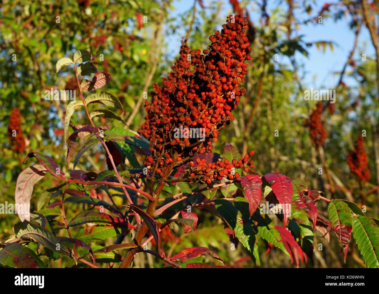 Herb yielding seed hires stock photography and images Alamy