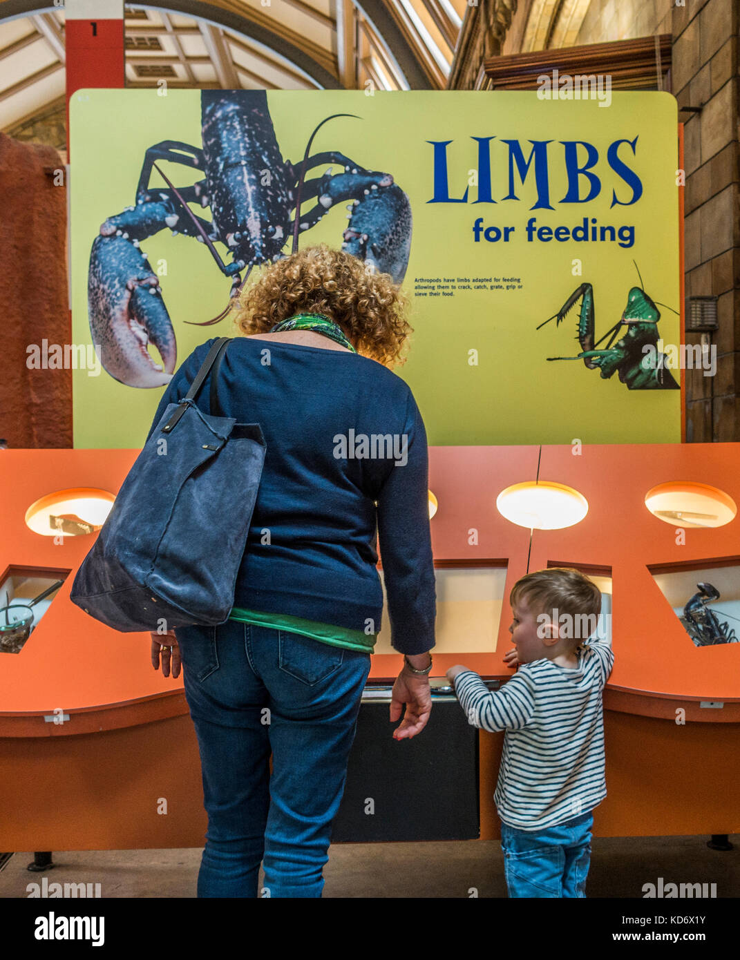 Mother and young son looking at an arthropods exhibit at the Natural History Museum, Kensington, London, England, UK. Stock Photo