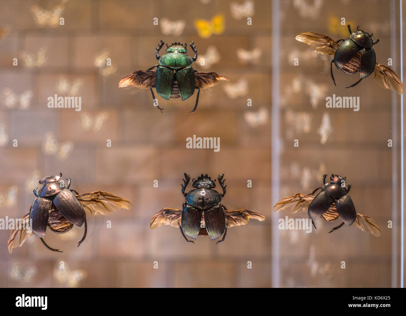 Large flying dor / dung beetles (including a green one) on display in a glass case at the Natural History Museum, Kensington, London, England, UK. Stock Photo