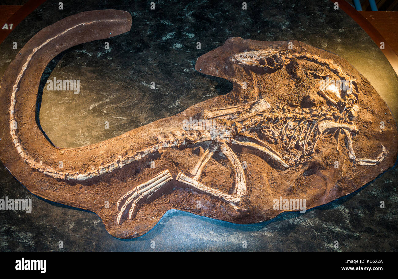 A whole coelophysis bauri dinosaur skeleton fossil, on display at the Natural History Museum, Kensington, London, England, UK. Stock Photo