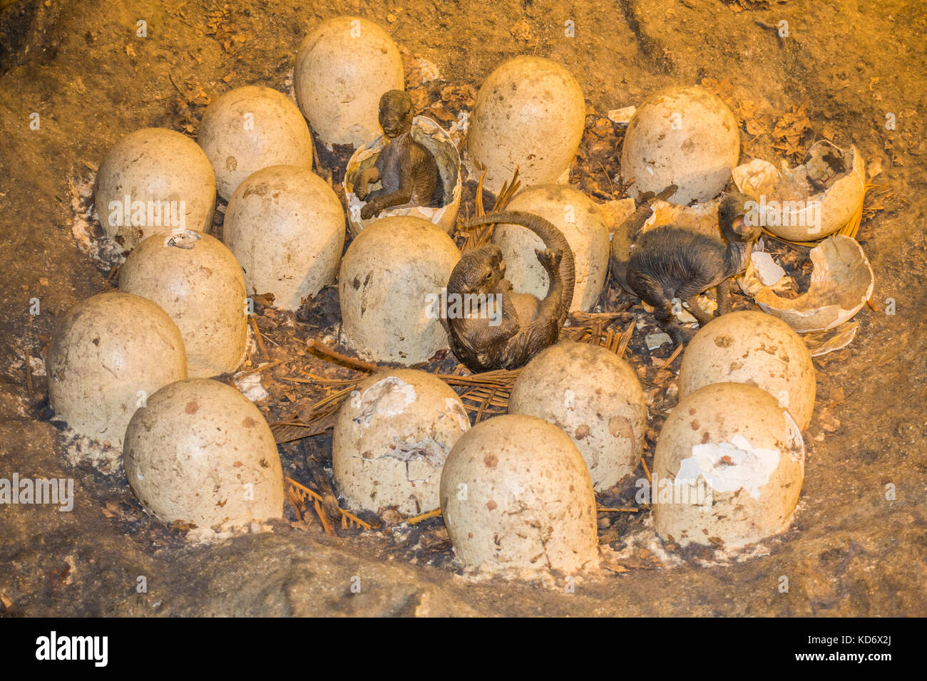 Dinosaur eggs real Dinosaur egg