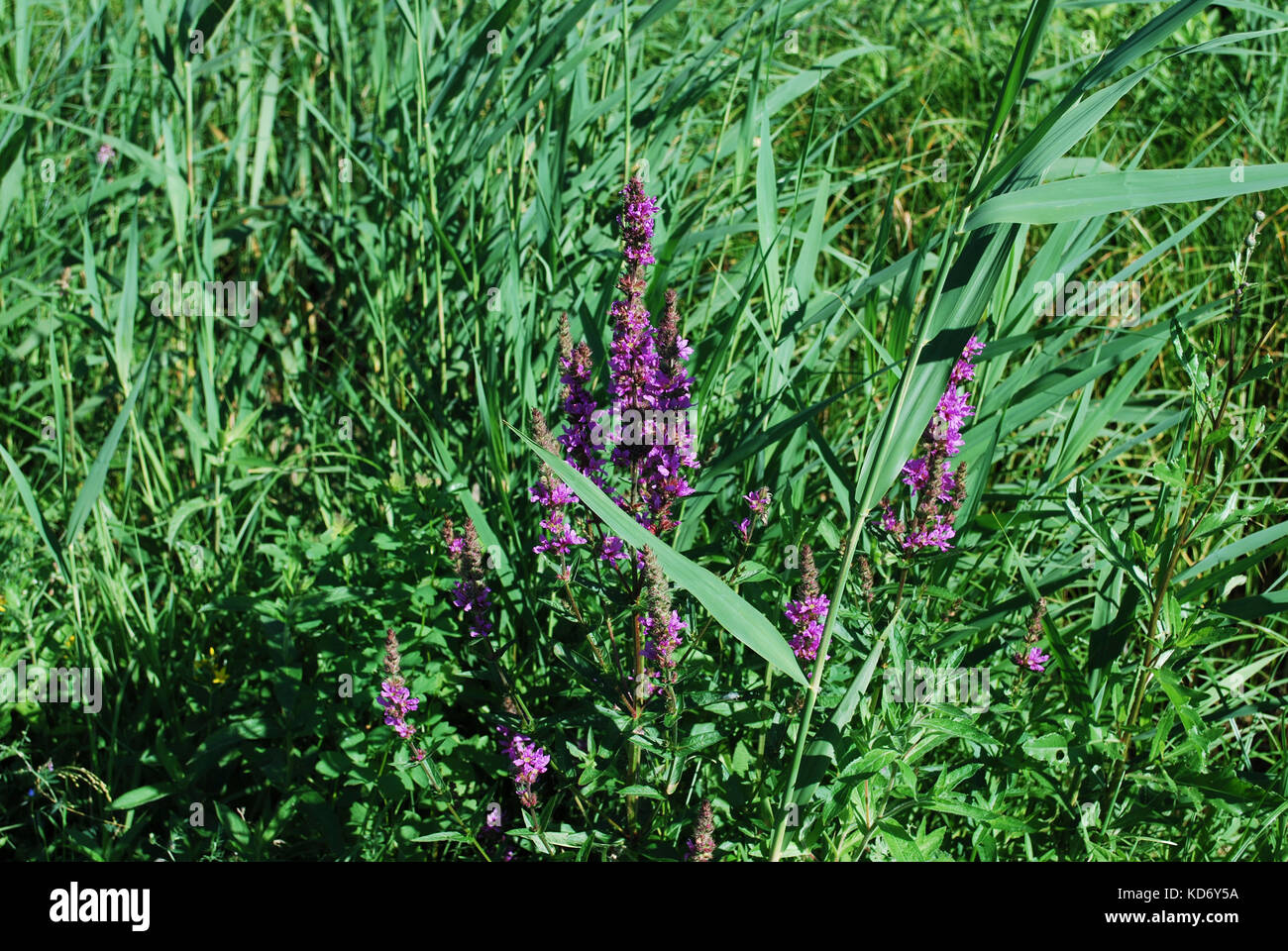 Lythrum salicaria (purple loosestrife) is a flowering plant belonging to the family Lythraceae grow on the meadow. Stock Photo