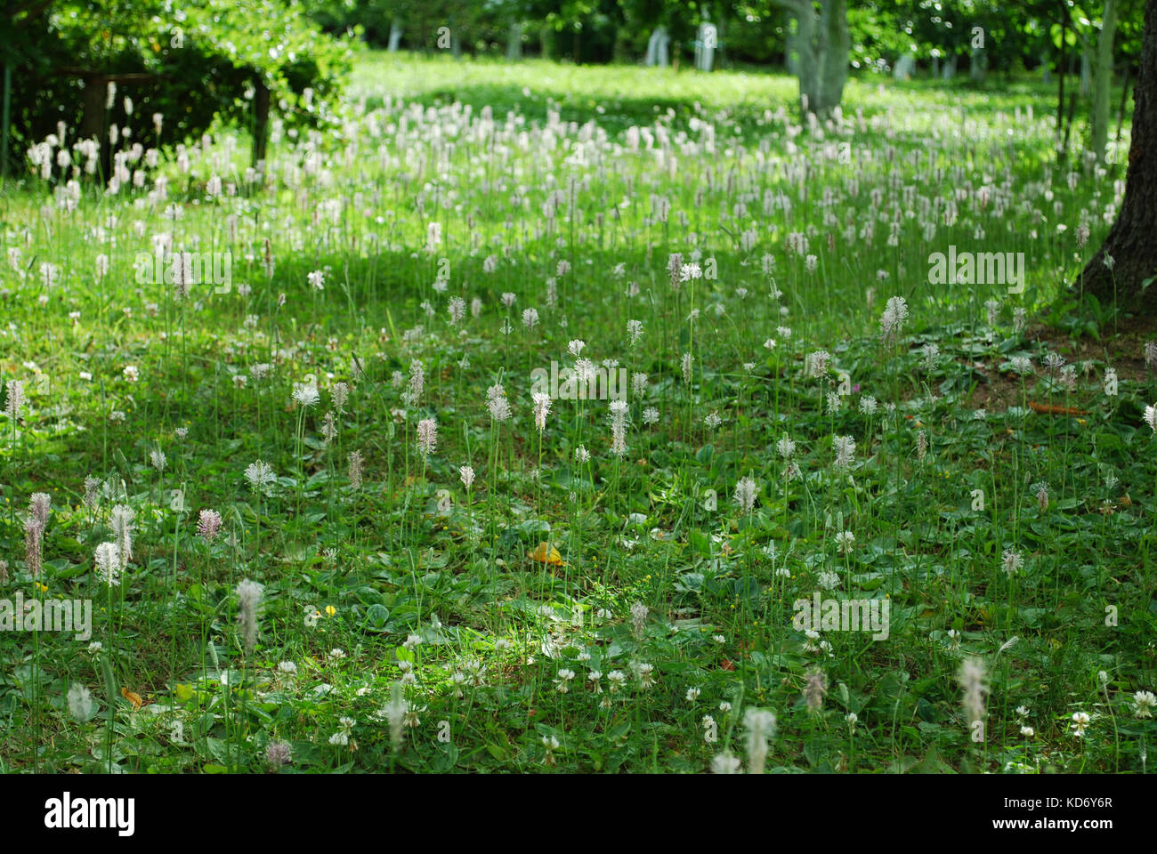 Meadow of Plantago major (broadleaf plantain, white man's foot, or greater plantain) white flowers. Stock Photo