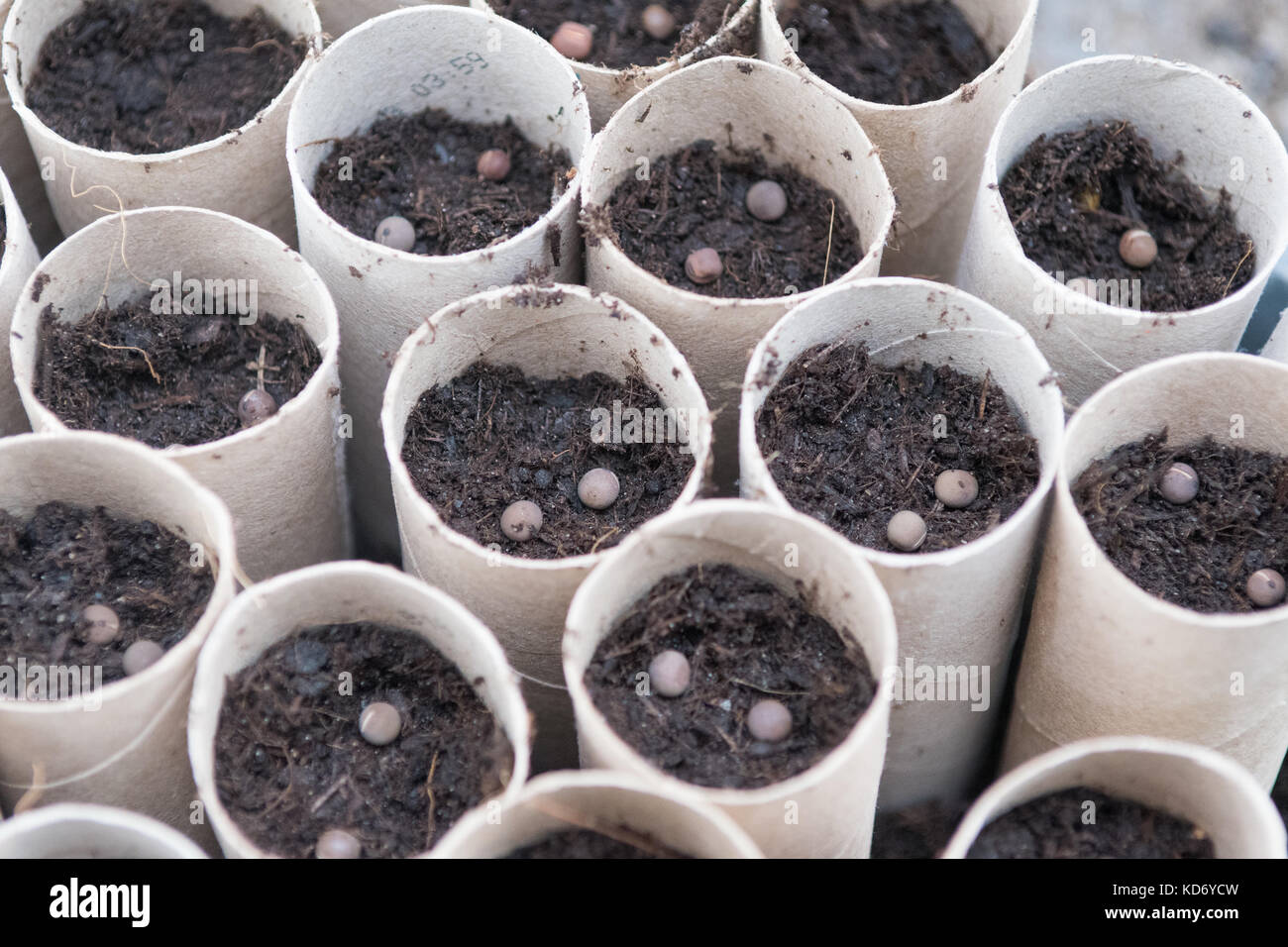 Sowing sweet pea seeds Stock Photo