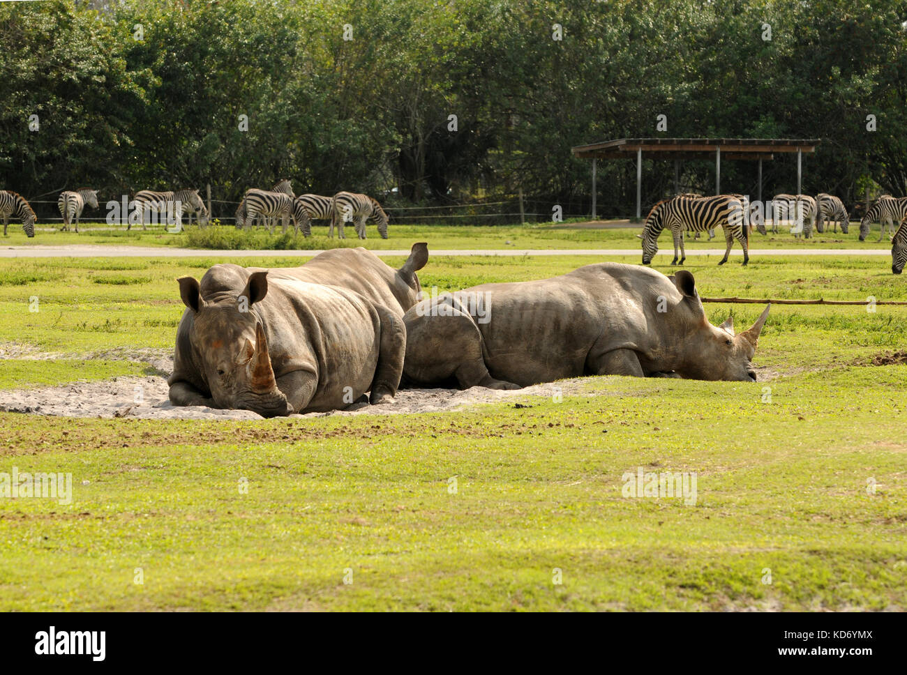 Rhinos and zebras on an African safari Stock Photo