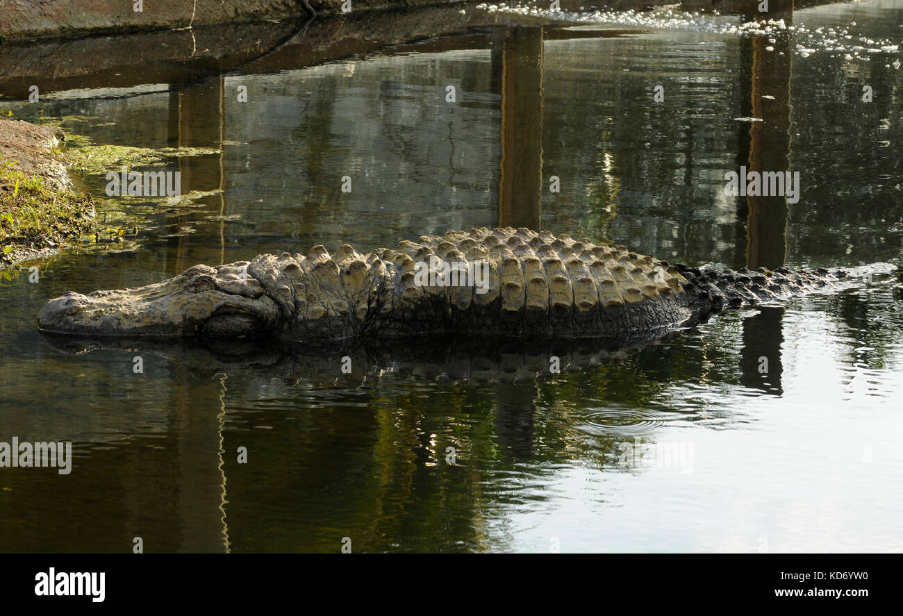 Alligator In Mud Stock Photos & Alligator In Mud Stock