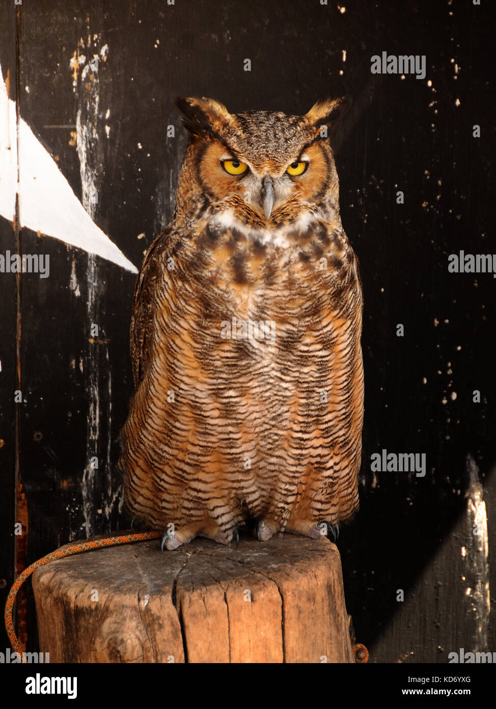 Barn owl front view living in captivity Stock Photo