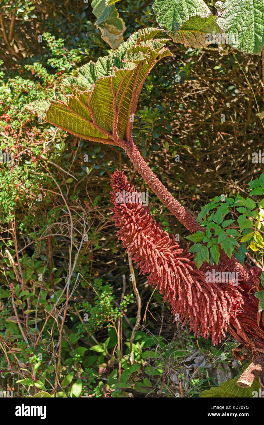 Poor Man's Umbrella Plant and its Flower in Costa Rica near the Poas Volcano Stock Photo