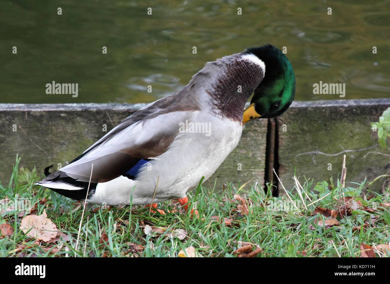 Mallard wild duck male drake on water cleaning itself Stock Photo - Alamy