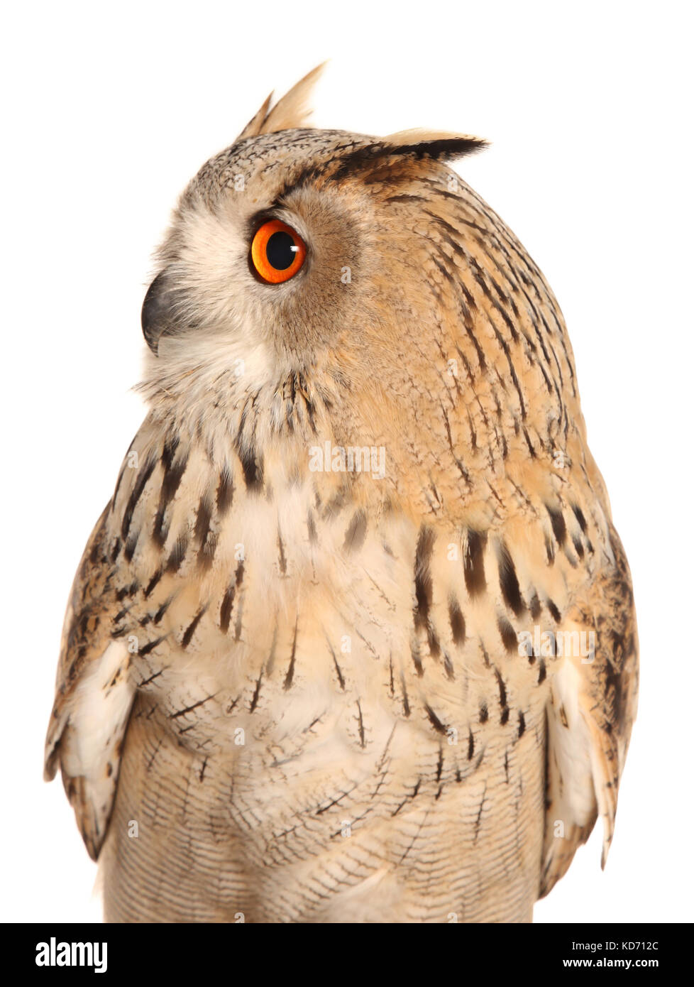 Bubo Bubo Sibiricus Siberian Eagle Owl Stock Photo Alamy Bubo Bubo Sibiricus Siberian Eagle Owl Stock Photo Alamy