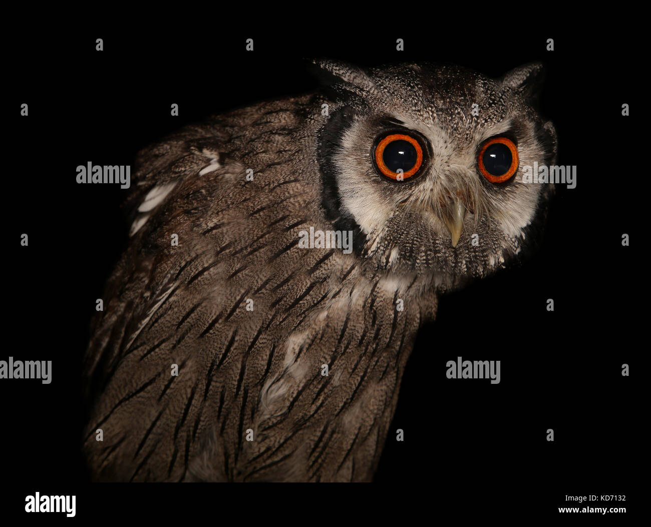 Southern white-faced Scops Owl Ptilopsis granti Stock Photo