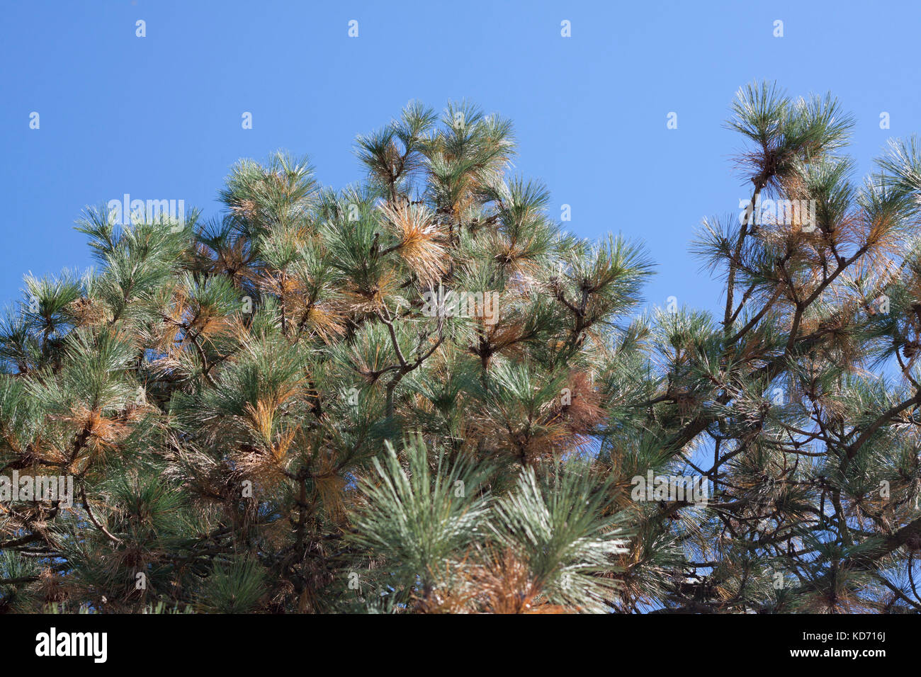 Pine tree branches in front of blue sky Stock Photo - Alamy