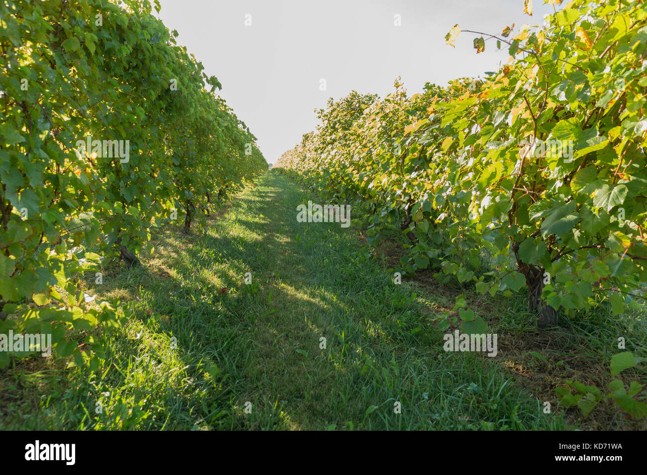 Rows of grapes vines Stock Photo - Alamy