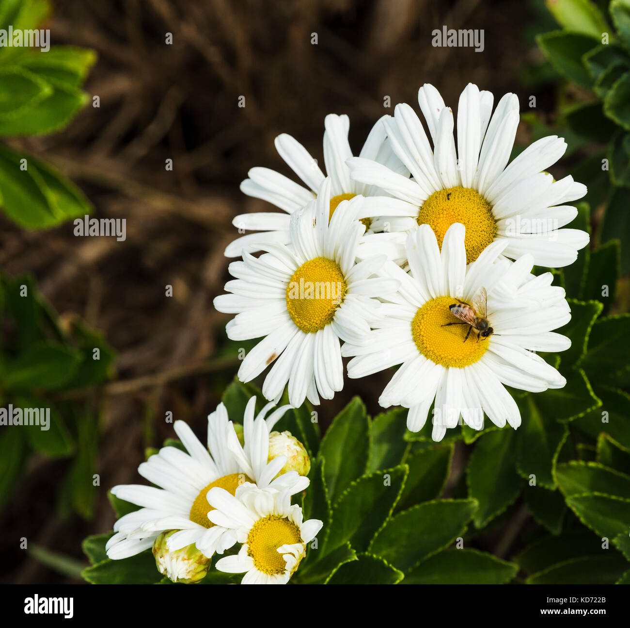 Blooming Montauk daisy flower with honey bee Stock Photo Alamy