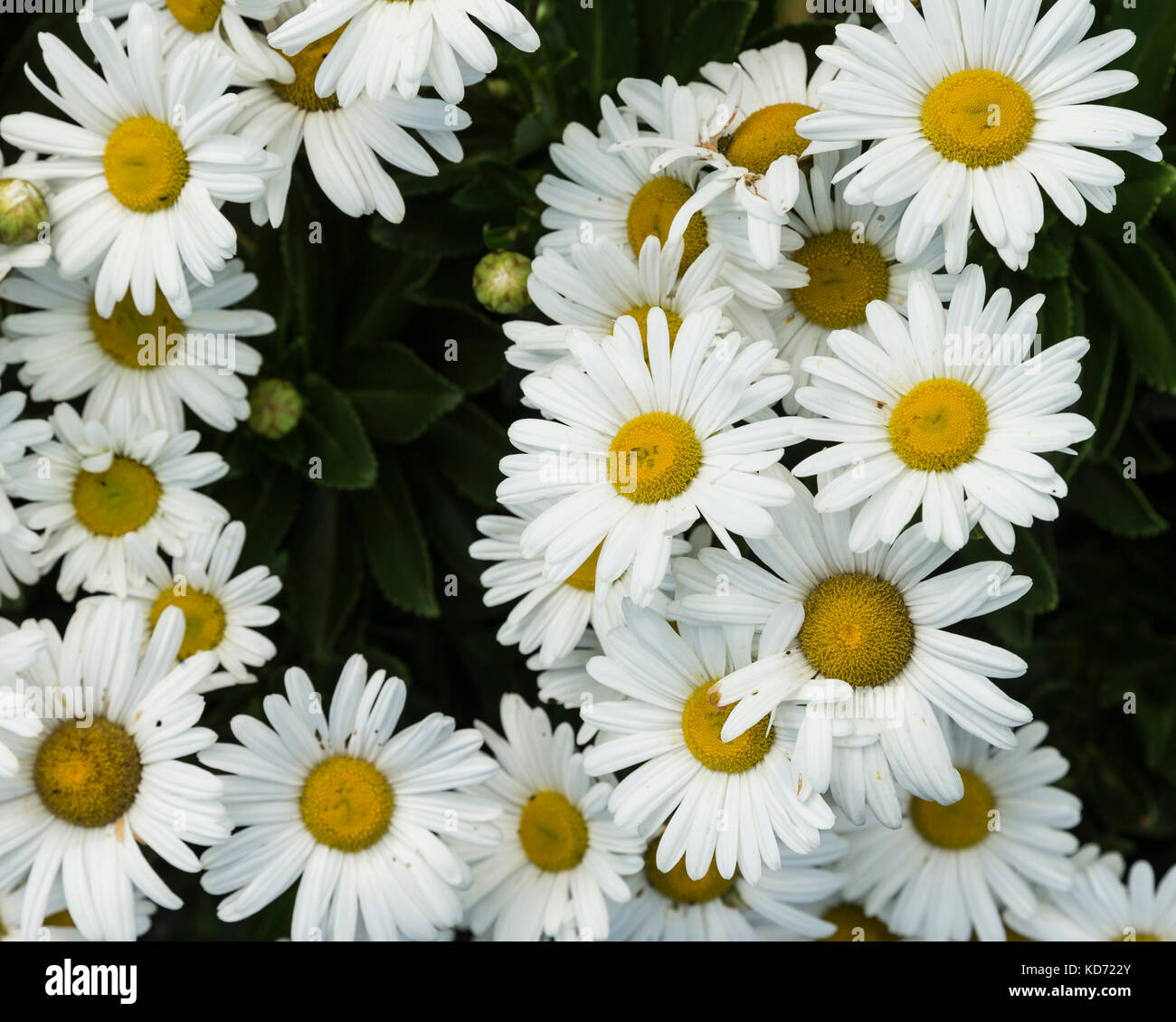 Blooming Montauk daisy flower Stock Photo Alamy