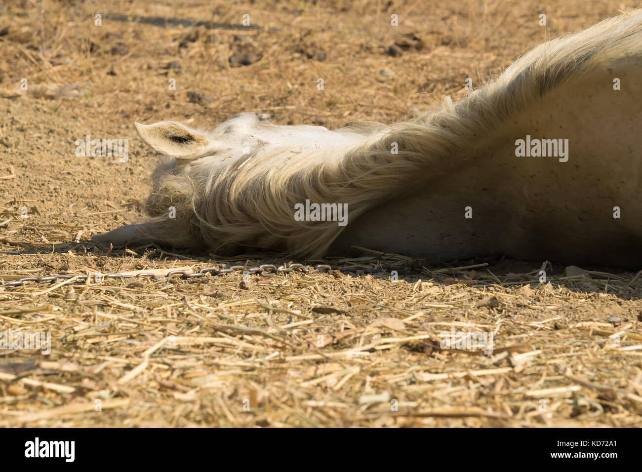 Dead horses hires stock photography and images Alamy
