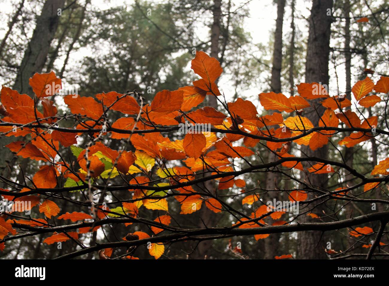 Close Up On Orange Leaves With Gosford Forest In Background, Northern Ireland Stock Photo