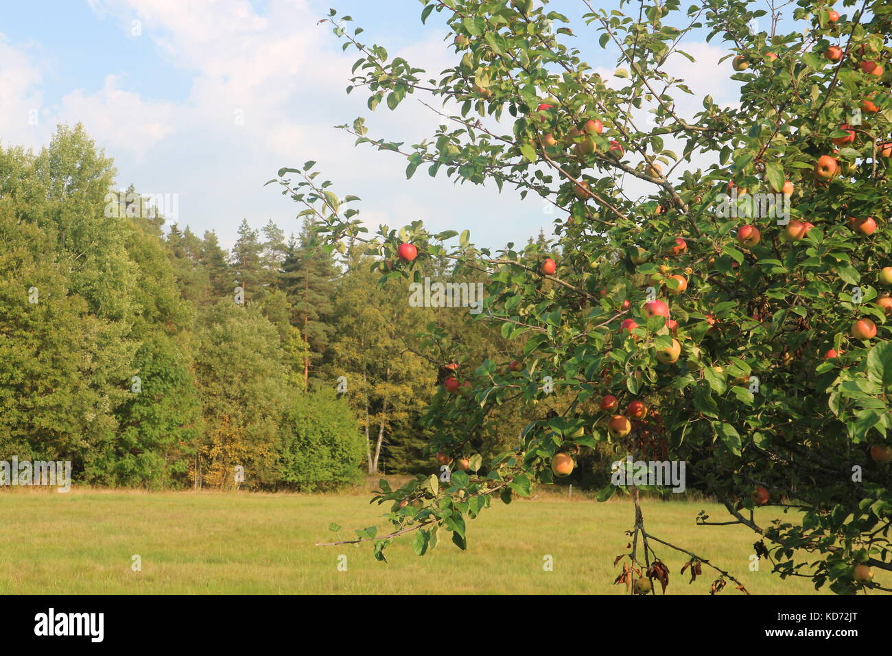 Small apple tree in late summer with a forest background and cloudy sky. Stock Photo