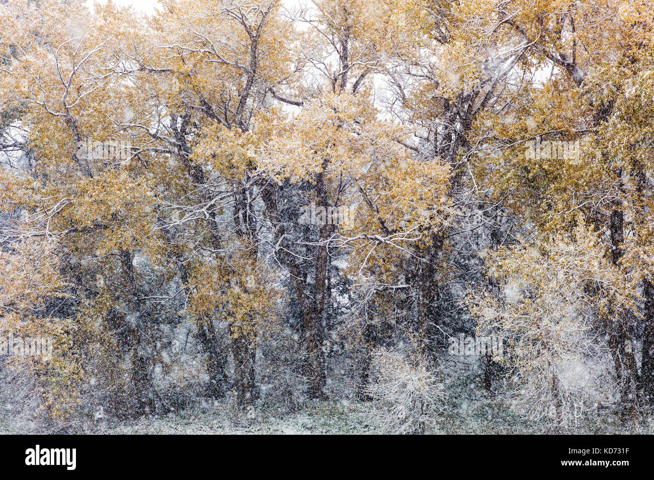 Cottonwood trees w leaves in autumn snow storm; Vandaveer Ranch; Salida; Colorado; USA Stock Photo