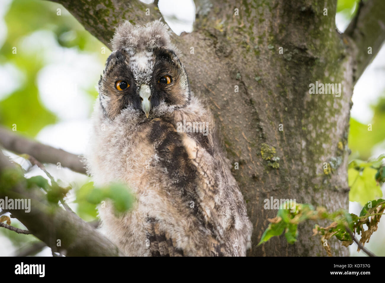 Young long-eared owl (Asio otus) sitting in tree, young animal, Lake Neusiedl, Burgenland, Austria Stock Photo